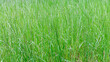 closeup of lush green grass. summer grass field background.