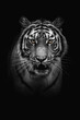 Black and white adult tiger portrait. Animal on dark background