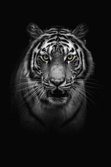 Wall Mural - black and white adult tiger portrait. animal on dark background