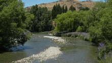 Gentle Serene Water Flow Along Small Creek Lined With Purple Lupins On Sunny Day