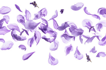 Wall Mural - a seamless petals flowers pattern of purple flowers on a transparent background