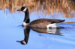 Canada Goose swimming on the blue lake with nice reflection, Dundee, Canada