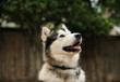 Alaskan Malamute dog portrait against wooden fence and trees