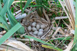 Gallinula chloropus. Common Moorhen. Nest with eggs in wetland.