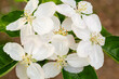 Malus domestica. Apple tree, leaves and white petaled flowers of the fruit tree.
