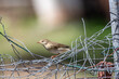 Phylloscopus trochilus. Willow warbler  net perched on a metal fence.