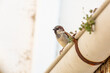 Passer domesticus. Male House Sparrow, perched on the gutter of a rural roof.