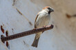 Passer domesticus. Male House Sparrow, perched on a metal bar on the wall.