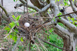 Streptopelia decaocto. Egg in the nest in a Collared Dove tree.