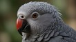 African Grey Parrot is a good imitator of human voice and speech.generative.ai