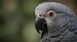 African Grey Parrot is a good imitator of human voice and speech.generative.ai