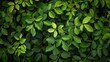 Green plant with leaves