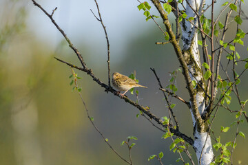 Poster - A Tree Pipit sitting on a twig