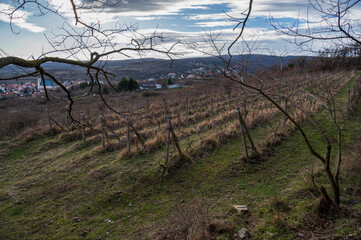 Wall Mural - View of vineyard, town in valley and woods.