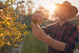 Fototapeta Młodzieżowe - A male gardener with hat carefully examines the budding branches of a plant, indicating the start of the spring season in an blueberries organic farm.