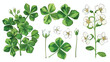 Wood sorrel flowers and trifoliate leaves isolated on