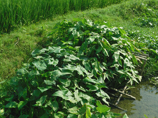 Sagittaria sagittifolia grows in water with a slow flow	