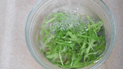 Sticker - Fresh arugula leaves are washed under water