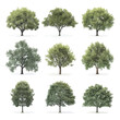 © Sanych - Collection of realistic tree isolated on white background. Natural object for landscape design, park and outdoor graphic. Vector.
