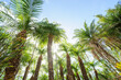 八丈島の特産品、フェニックス・ロベレニー（シンノウヤシ、ヤシ科）の畑。
観葉植物や園芸用品として重要。

日本国東京都伊豆諸島の絶海の孤島、八丈島にて。
2020年撮影。


A field of Phoenix roberenii (Sinnoh palm, pygmy date palm, Palmaceae), a specialty of Hachijojima.
Important as