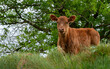 funny young brown calf in the meadow