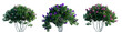 lilac Syringa vulgaris set purple and pink bloom medium bush Yankee Doodle Belle de Nancy springtime shrub isolated png on a transparent background perfectly cutout
