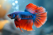 Betta fish in tank with corals. Beautiful red and blue betta fish