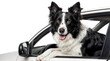 A happy border collie dog sitting in a car and looking out of the window, isolated on a white background