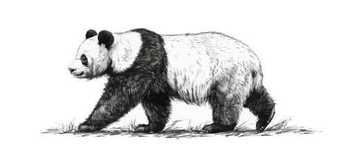 Poster - panda Engraving style. Simple pencil drawing vector