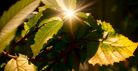 autumn leaves in the sun