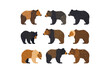 Bears with Distinct Fur Patterns. Vector illustration design.