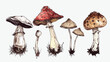Set of Four inedible mushrooms with titles on white background