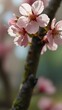 Beautiful cherry blossom wallpaper, Japanese cherry blossoms, Sakura flowers, Cherry blossom mobile wallpaper