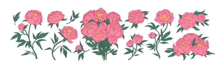 Aufkleber - Blossomed peony flowers set. Japanese floral buds, plants, gorgeous bouquet. Beautiful Japan blooms in retro style. Realistic botanical hand-drawn vector illustrations set isolated on white background