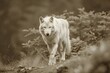 White wolf in the forest,  Monochrome image,  Toned