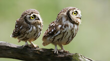 Burrowing Owl - Shoco - Athene Cunicularia Generative Ai 
