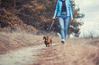 red Dachshund dog walking with his owner in a pine forest