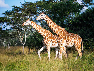 Two female giraffes (Giraffa camelopardalis rothschildi) in Mburo National Park in Uganda.