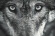 Portrait of a wolf,  Close-up,  Monochrome