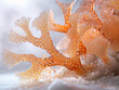 Closeup of coral branches on a white background, with the coral in the center of the frame, ai
