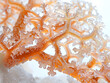 Closeup of coral branches on a white background, with the coral in the center of the frame, ai
