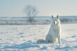 Beautiful white siberian husky dog sitting in the snow