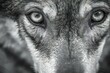 Portrait of a grey dog,  Close-up,  Selective focus