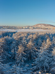 Wall Mural - Aerial view of a beautiful winter forest in the vicinity of Magadan. Northern city in the distance. Cold winter weather. Snow covered larch trees. Magadan region, Siberia, Russian Far East.