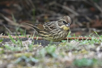 Canvas Print - black faced bunting in a field