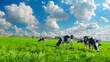 © RaptorWoman - Holstein cows graze peacefully on a lush green field, with fluffy clouds above in a bright blue sky.