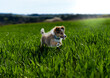 © dawid - Shetland sheepdog outdoors.