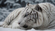 white Tiger with snow background