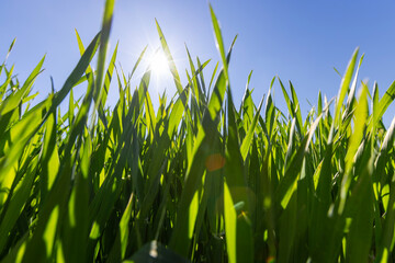 Wall Mural - young wheat in the soil, wheat harvest