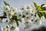 Fototapeta  - Blooming white flowers of a fruit bush in spring